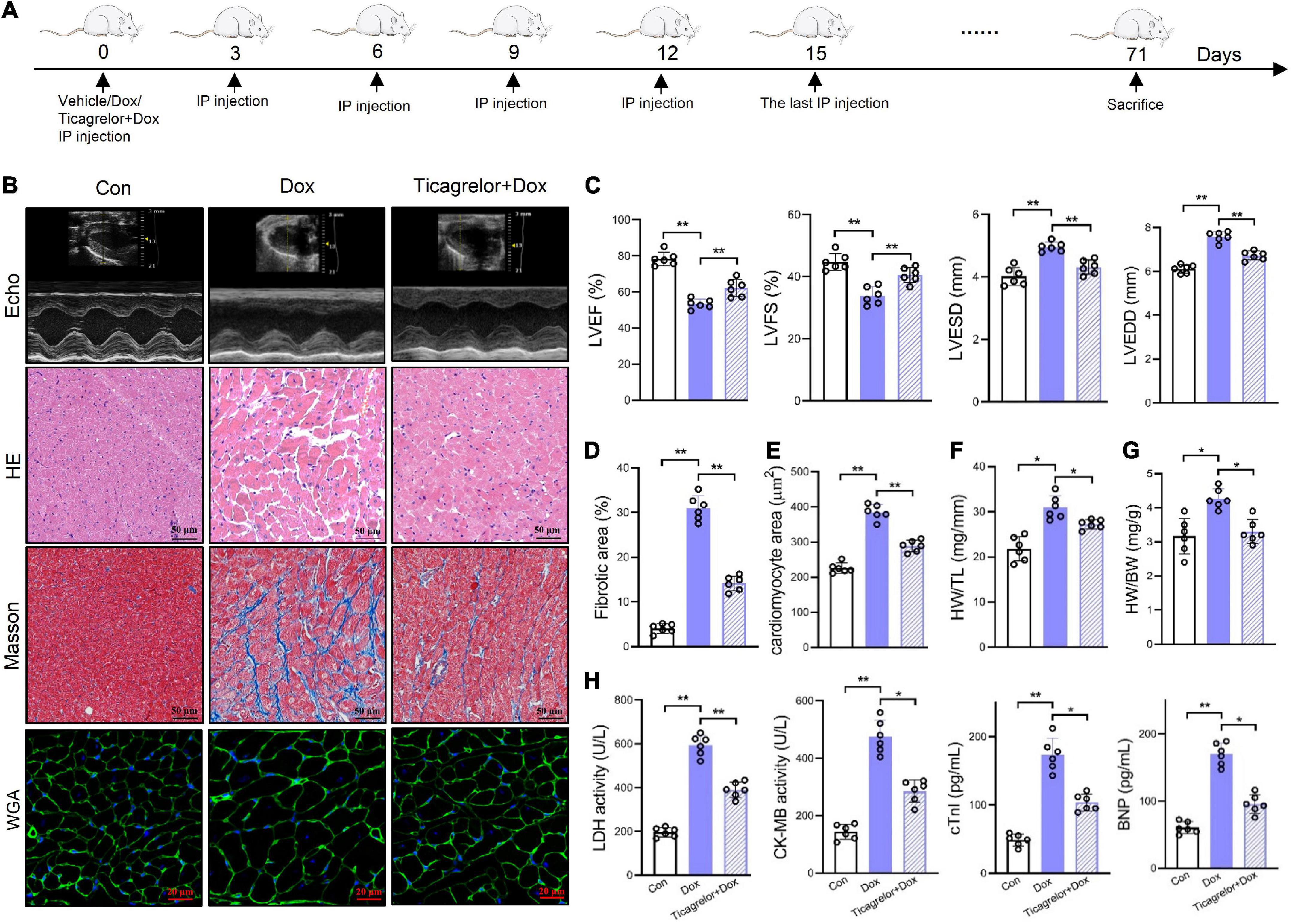 Ticagrelor reduces doxorubicin-induced pyroptosis of rat cardiomyocytes by targeting GSK-3β/caspase-1